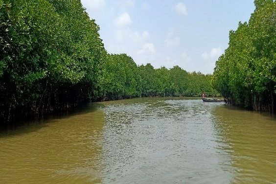 Pitchavaram Mangroves